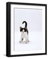 Domestic Cat, 4-Month, Black-And-White Kitten-Jane Burton-Framed Photographic Print