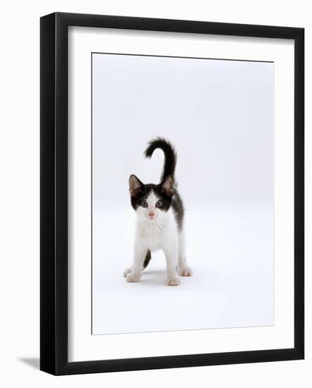 Domestic Cat, 4-Month, Black-And-White Kitten-Jane Burton-Framed Photographic Print