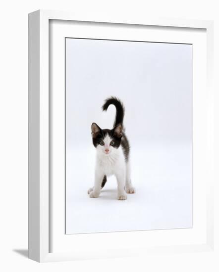 Domestic Cat, 4-Month, Black-And-White Kitten-Jane Burton-Framed Photographic Print