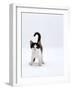 Domestic Cat, 4-Month, Black-And-White Kitten-Jane Burton-Framed Photographic Print