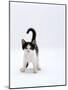 Domestic Cat, 4-Month, Black-And-White Kitten-Jane Burton-Mounted Photographic Print