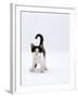 Domestic Cat, 4-Month, Black-And-White Kitten-Jane Burton-Framed Photographic Print