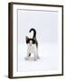 Domestic Cat, 4-Month, Black-And-White Kitten-Jane Burton-Framed Photographic Print