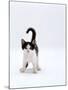 Domestic Cat, 4-Month, Black-And-White Kitten-Jane Burton-Mounted Photographic Print