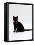 Domestic Cat, 4-Month Black Female Wearing Collar and Tag-Jane Burton-Framed Stretched Canvas