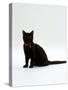 Domestic Cat, 4-Month Black Female Wearing Collar and Tag-Jane Burton-Stretched Canvas