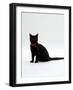 Domestic Cat, 4-Month Black Female Wearing Collar and Tag-Jane Burton-Framed Photographic Print