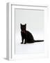 Domestic Cat, 4-Month Black Female Wearing Collar and Tag-Jane Burton-Framed Photographic Print