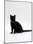 Domestic Cat, 4-Month Black Female Wearing Collar and Tag-Jane Burton-Mounted Photographic Print