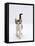 Domestic Cat, 4-Month Silver-And-White Kitten-Jane Burton-Framed Stretched Canvas