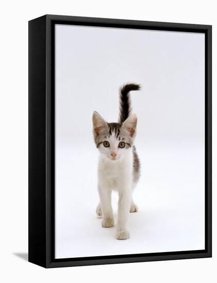 Domestic Cat, 4-Month Silver-And-White Kitten-Jane Burton-Framed Stretched Canvas