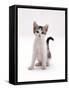 Domestic Cat, 4-Month Silver-And-White Kitten-Jane Burton-Framed Stretched Canvas