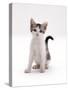 Domestic Cat, 4-Month Silver-And-White Kitten-Jane Burton-Stretched Canvas