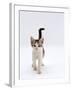 Domestic Cat, 4-Month Silver-And-White Kitten-Jane Burton-Framed Photographic Print