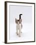 Domestic Cat, 4-Month Silver-And-White Kitten-Jane Burton-Framed Photographic Print