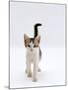 Domestic Cat, 4-Month Silver-And-White Kitten-Jane Burton-Mounted Photographic Print