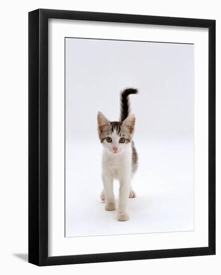 Domestic Cat, 4-Month Silver-And-White Kitten-Jane Burton-Framed Photographic Print