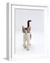 Domestic Cat, 4-Month Silver-And-White Kitten-Jane Burton-Framed Photographic Print