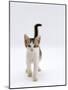 Domestic Cat, 4-Month Silver-And-White Kitten-Jane Burton-Mounted Photographic Print