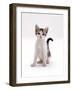 Domestic Cat, 4-Month Silver-And-White Kitten-Jane Burton-Framed Photographic Print