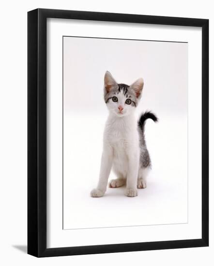 Domestic Cat, 4-Month Silver-And-White Kitten-Jane Burton-Framed Photographic Print