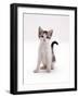 Domestic Cat, 4-Month Silver-And-White Kitten-Jane Burton-Framed Photographic Print