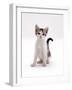 Domestic Cat, 4-Month Silver-And-White Kitten-Jane Burton-Framed Photographic Print