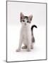 Domestic Cat, 4-Month Silver-And-White Kitten-Jane Burton-Mounted Photographic Print