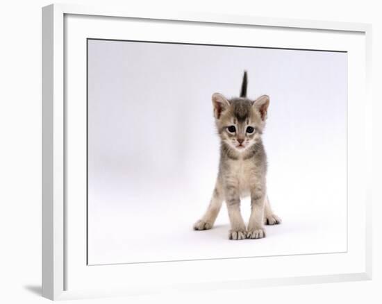 Domestic Cat, 4-Week Ticked-Silver Kitten-Jane Burton-Framed Photographic Print