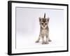 Domestic Cat, 4-Week Ticked-Silver Kitten-Jane Burton-Framed Photographic Print