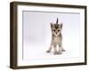 Domestic Cat, 4-Week Ticked-Silver Kitten-Jane Burton-Framed Photographic Print