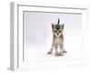 Domestic Cat, 4-Week Ticked-Silver Kitten-Jane Burton-Framed Photographic Print