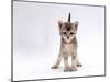 Domestic Cat, 4-Week Ticked-Silver Kitten-Jane Burton-Mounted Photographic Print