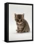 Domestic Cat, 4-Weeks, Silver Tortoiseshell Kitten-Jane Burton-Framed Stretched Canvas