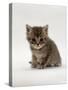 Domestic Cat, 4-Weeks, Silver Tortoiseshell Kitten-Jane Burton-Stretched Canvas