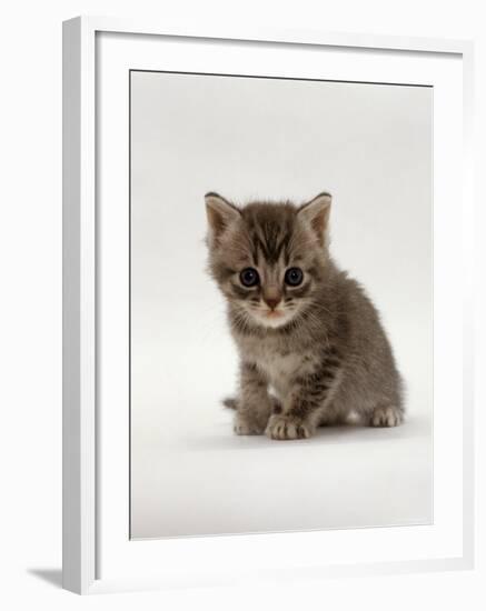 Domestic Cat, 4-Weeks, Silver Tortoiseshell Kitten-Jane Burton-Framed Photographic Print