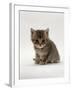 Domestic Cat, 4-Weeks, Silver Tortoiseshell Kitten-Jane Burton-Framed Photographic Print