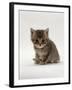 Domestic Cat, 4-Weeks, Silver Tortoiseshell Kitten-Jane Burton-Framed Photographic Print