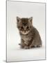 Domestic Cat, 4-Weeks, Silver Tortoiseshell Kitten-Jane Burton-Mounted Photographic Print