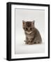 Domestic Cat, 4-Weeks, Silver Tortoiseshell Kitten-Jane Burton-Framed Photographic Print