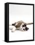 Domestic Cat, 5-Month, Chocolate Tortoiseshell Lying Down-Jane Burton-Framed Stretched Canvas