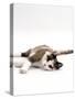 Domestic Cat, 5-Month, Chocolate Tortoiseshell Lying Down-Jane Burton-Stretched Canvas