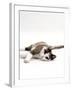 Domestic Cat, 5-Month, Chocolate Tortoiseshell Lying Down-Jane Burton-Framed Photographic Print