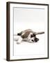 Domestic Cat, 5-Month, Chocolate Tortoiseshell Lying Down-Jane Burton-Framed Photographic Print