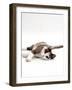 Domestic Cat, 5-Month, Chocolate Tortoiseshell Lying Down-Jane Burton-Framed Photographic Print