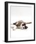 Domestic Cat, 5-Month, Chocolate Tortoiseshell Lying Down-Jane Burton-Framed Photographic Print