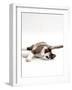 Domestic Cat, 5-Month, Chocolate Tortoiseshell Lying Down-Jane Burton-Framed Photographic Print