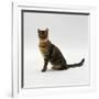 Domestic Cat, 5-Month Female Brown Spotted Bengal-Jane Burton-Framed Photographic Print
