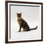 Domestic Cat, 5-Month Female Brown Spotted Bengal-Jane Burton-Framed Photographic Print