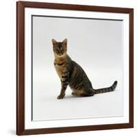 Domestic Cat, 5-Month Female Brown Spotted Bengal-Jane Burton-Framed Photographic Print